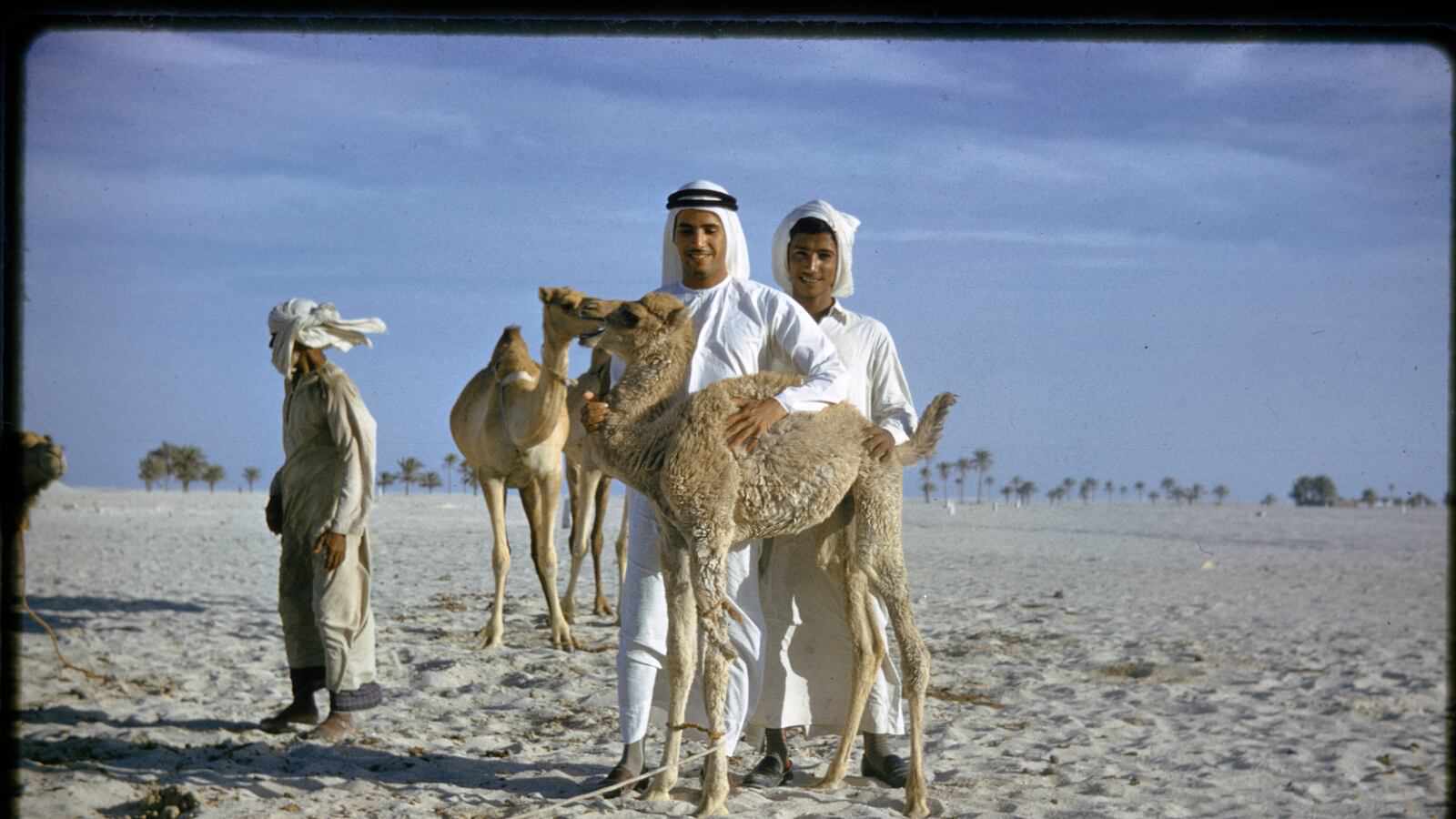 نخستین نمایشگاه موزه ملی زاید؛ ۷۰۰۰ سال تاریخ شتر در ابوظبی